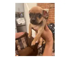 Chihuahua puppies mini teacup - 18