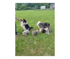 Border collie puppies - 2