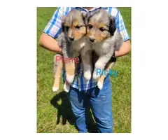 Border collie puppies - 8
