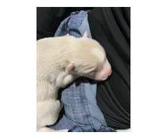 Purebred Siberian Husky Puppies looking for great homes - 4