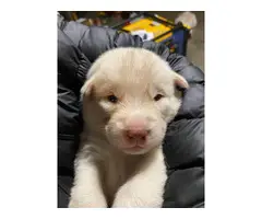 Purebred Siberian Husky Puppies looking for great homes - 5