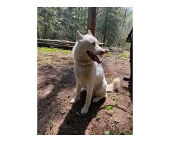 Purebred Siberian Husky Puppies looking for great homes - 10