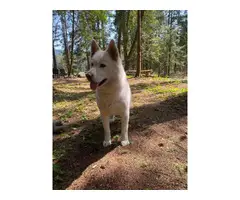 Purebred Siberian Husky Puppies looking for great homes - 11