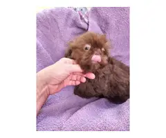 Chocolate Liver Shih Tzu puppies for sale