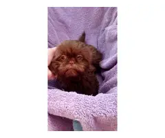 Chocolate Liver Shih Tzu puppies for sale - 2