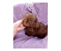 Chocolate Liver Shih Tzu puppies for sale - 3
