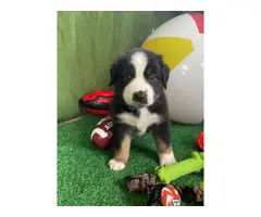4 males and 1 female Australian Shepherd Puppies for Sale - 2