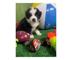 4 males and 1 female Australian Shepherd Puppies for Sale - 4