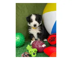 4 males and 1 female Australian Shepherd Puppies for Sale - 5