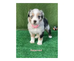 4 males and 1 female Australian Shepherd Puppies for Sale - 9