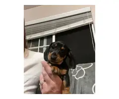 2 males and 2 females short-haired dachshund puppies