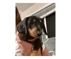 2 males and 2 females short-haired dachshund puppies - 3