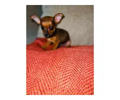 Chiweenie puppies for rehoming - 2