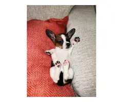 Chiweenie puppies for rehoming - 4
