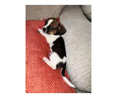 Chiweenie puppies for rehoming - 5