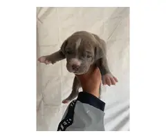 6 bluenose pitbull puppies available