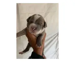 6 bluenose pitbull puppies available - 2