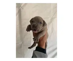 6 bluenose pitbull puppies available - 5