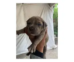 6 bluenose pitbull puppies available - 6