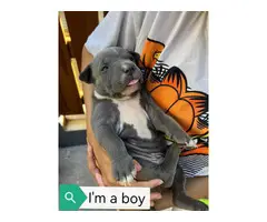 5 Bluenose purebred pitbull puppies - 7