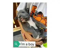 5 Bluenose purebred pitbull puppies - 8