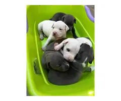 5 Bluenose purebred pitbull puppies - 11