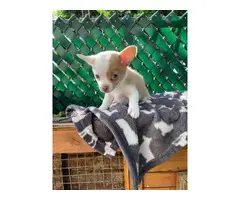 Chihuahua puppies in need of a new home - 2