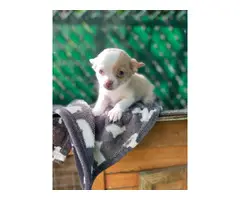 Chihuahua puppies in need of a new home - 3
