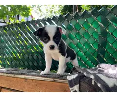 Chihuahua puppies in need of a new home - 5