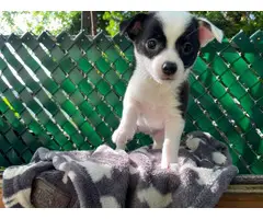 Chihuahua puppies in need of a new home - 6