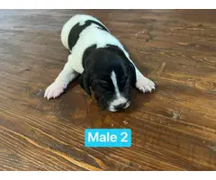 AKC Registered GSP puppies for sale - 3