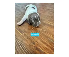 AKC Registered GSP puppies for sale - 8