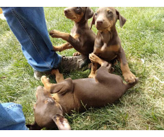 4 chocolate doberman female puppies