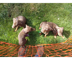 4 chocolate doberman female puppies