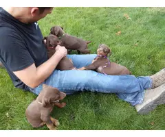 4 chocolate doberman female puppies - 5
