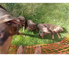 4 chocolate doberman female puppies - 6