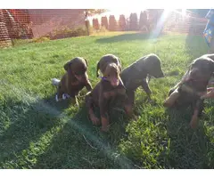 4 chocolate doberman female puppies - 10