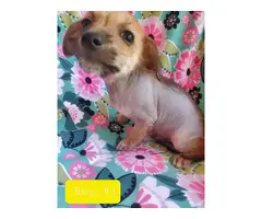 3 Chinese Crested Chihuahua Mixed Puppies for Sale