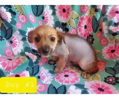 3 Chinese Crested Chihuahua Mixed Puppies for Sale