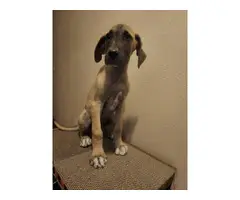 Purebred fawn Great Dane puppies for sale