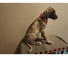 Purebred fawn Great Dane puppies for sale