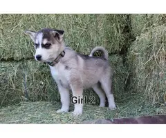 Husky Siberian Puppies - 5
