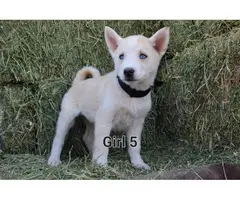 Husky Siberian Puppies - 7