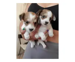 1 female and 3 male Chihuahua puppies