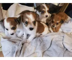 1 female and 3 male Chihuahua puppies - 2