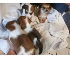 1 female and 3 male Chihuahua puppies - 3