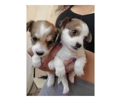1 female and 3 male Chihuahua puppies - 4