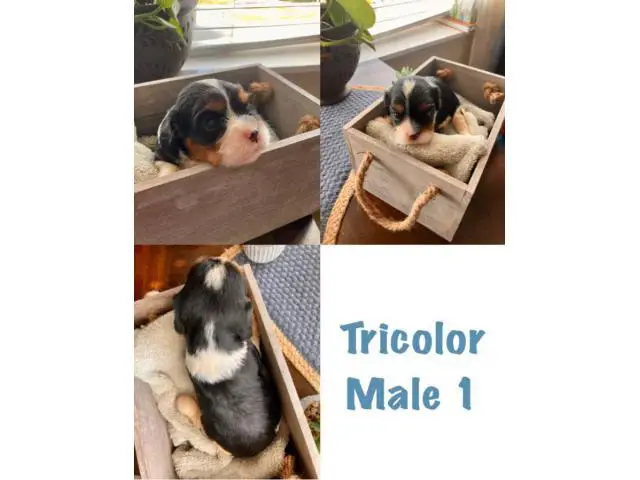 4 Stunning Cavalier King Charles puppies available - 1/5