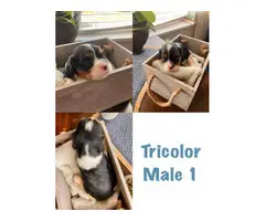 4 Stunning Cavalier King Charles puppies available