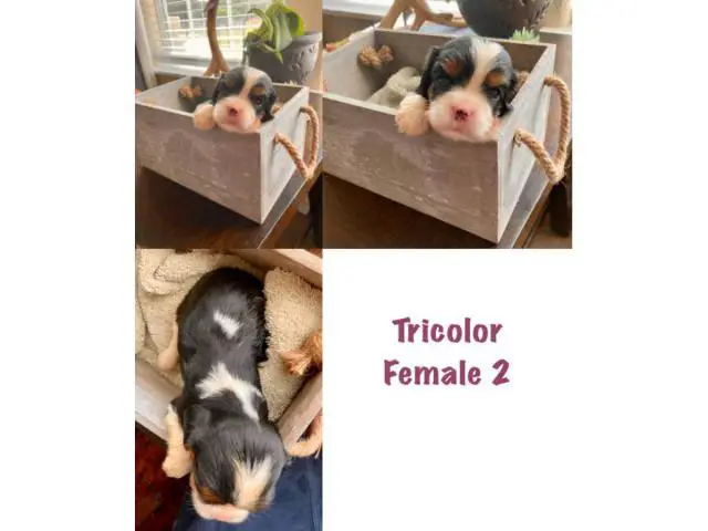 4 Stunning Cavalier King Charles puppies available - 4/5